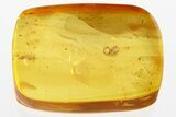 Detailed Fossil Pseudoscorpion (Pseudoscorpiones) In Baltic Amber #330727-1
